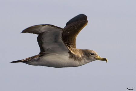 Pelagic boat trip to watch marine birds