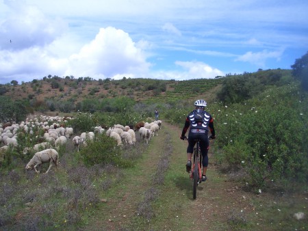 Via Algarviana