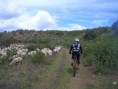 Via Algarviana